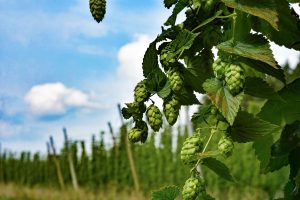 hop vines, hop, hop plants-7410903.jpg